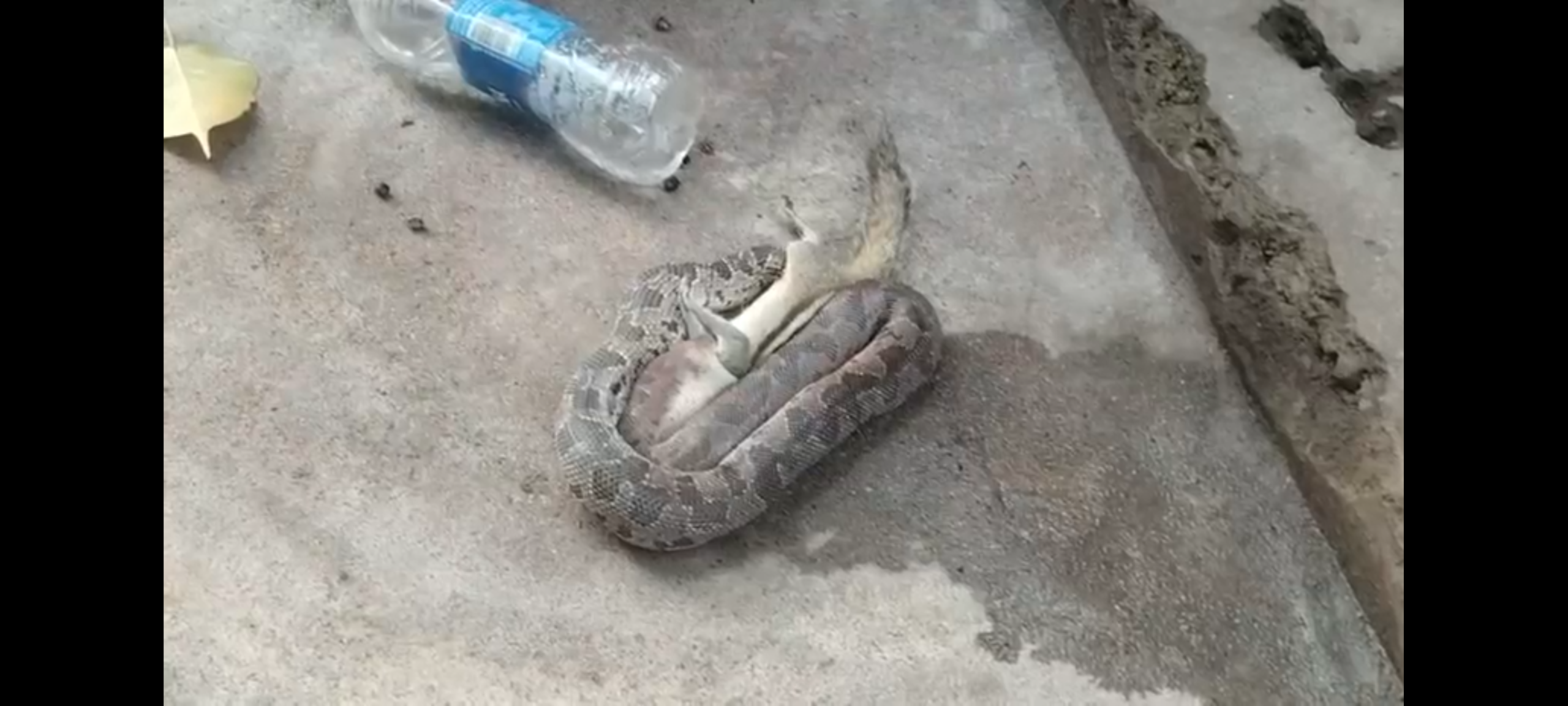 Snake