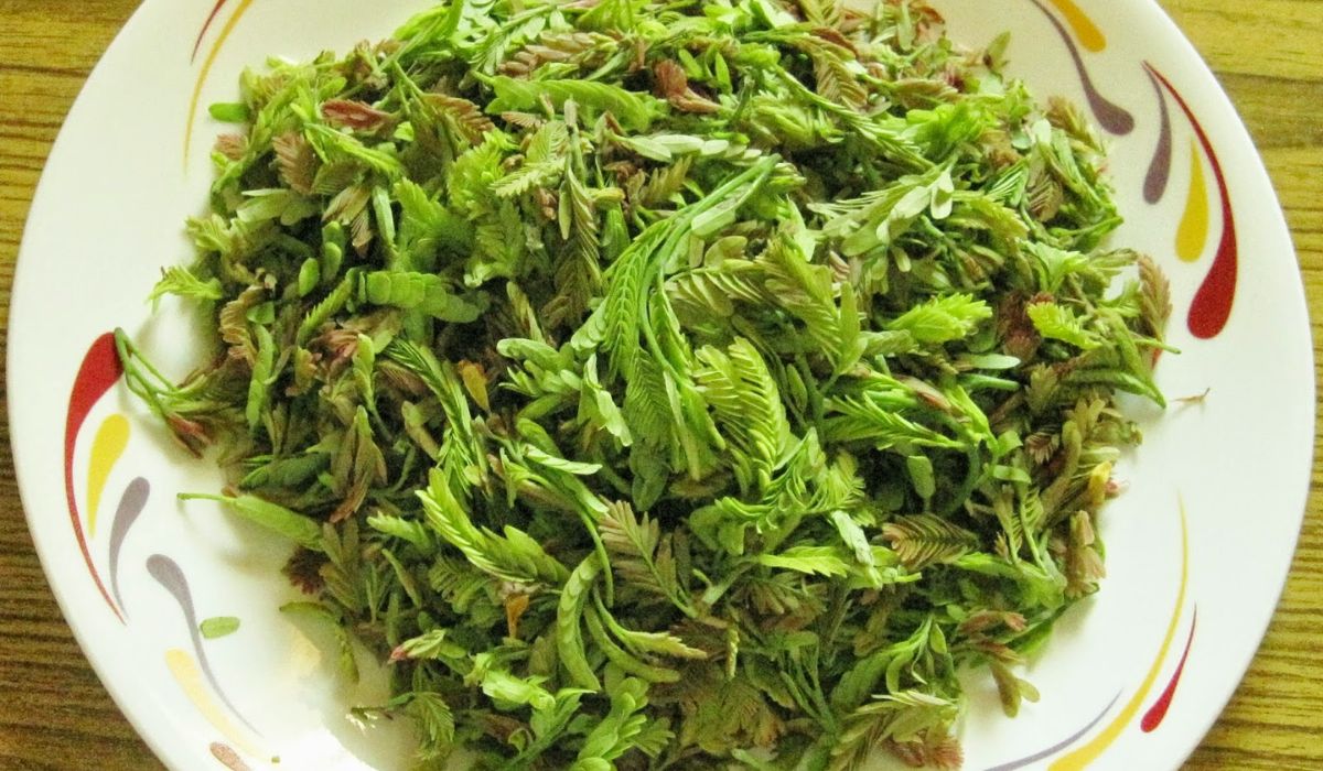 Chintachiguru (1)