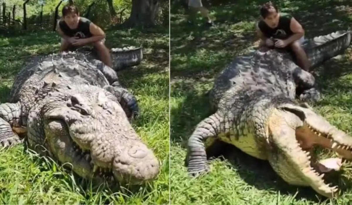 Crocodiles