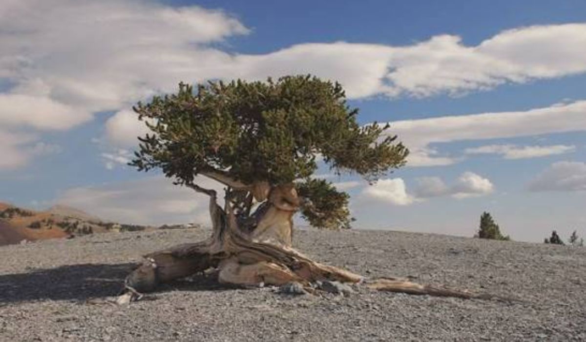 tree