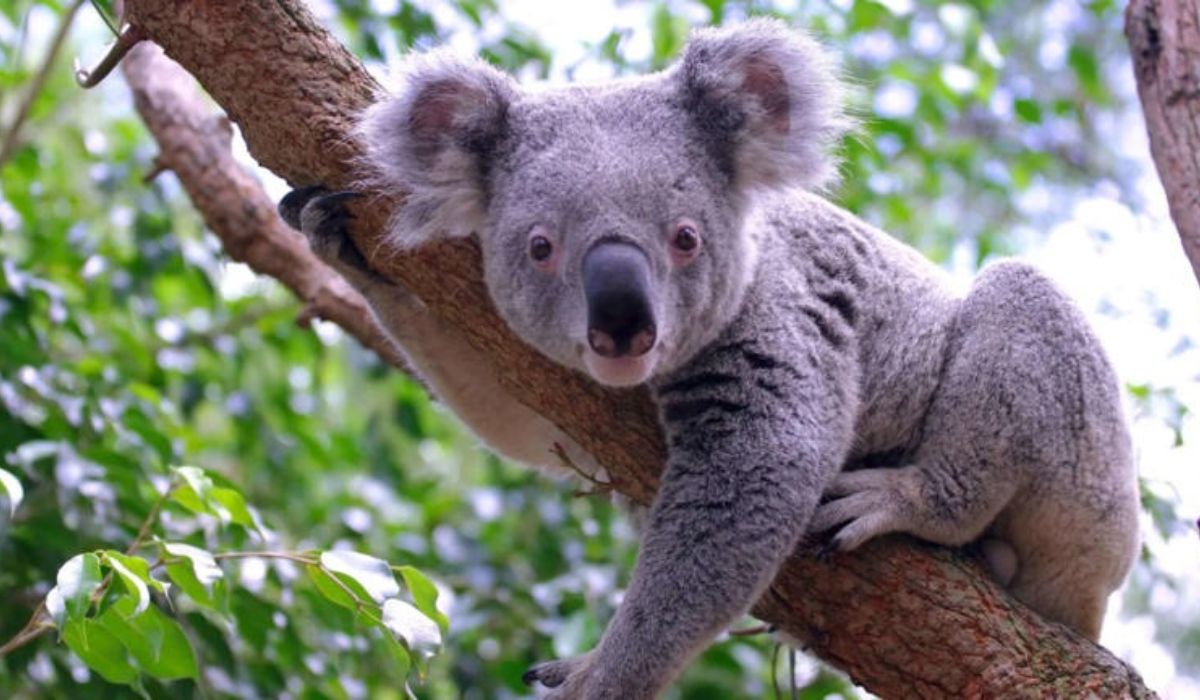 Koyaalas