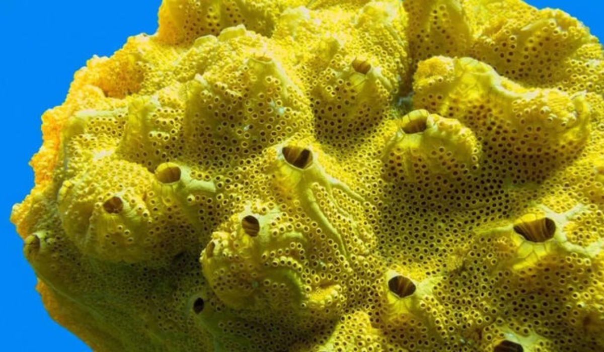 Sponge